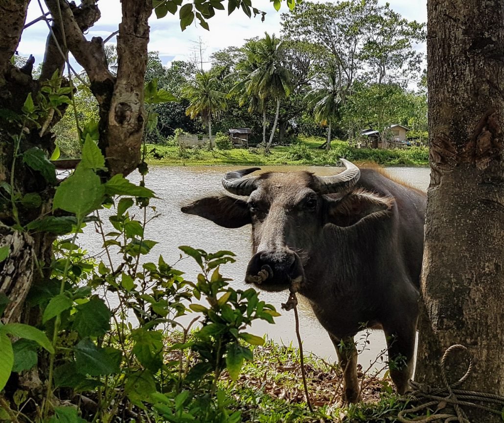 carabao waterbuffel