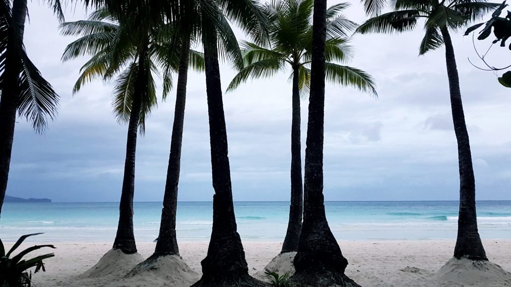 palmbomen en zee