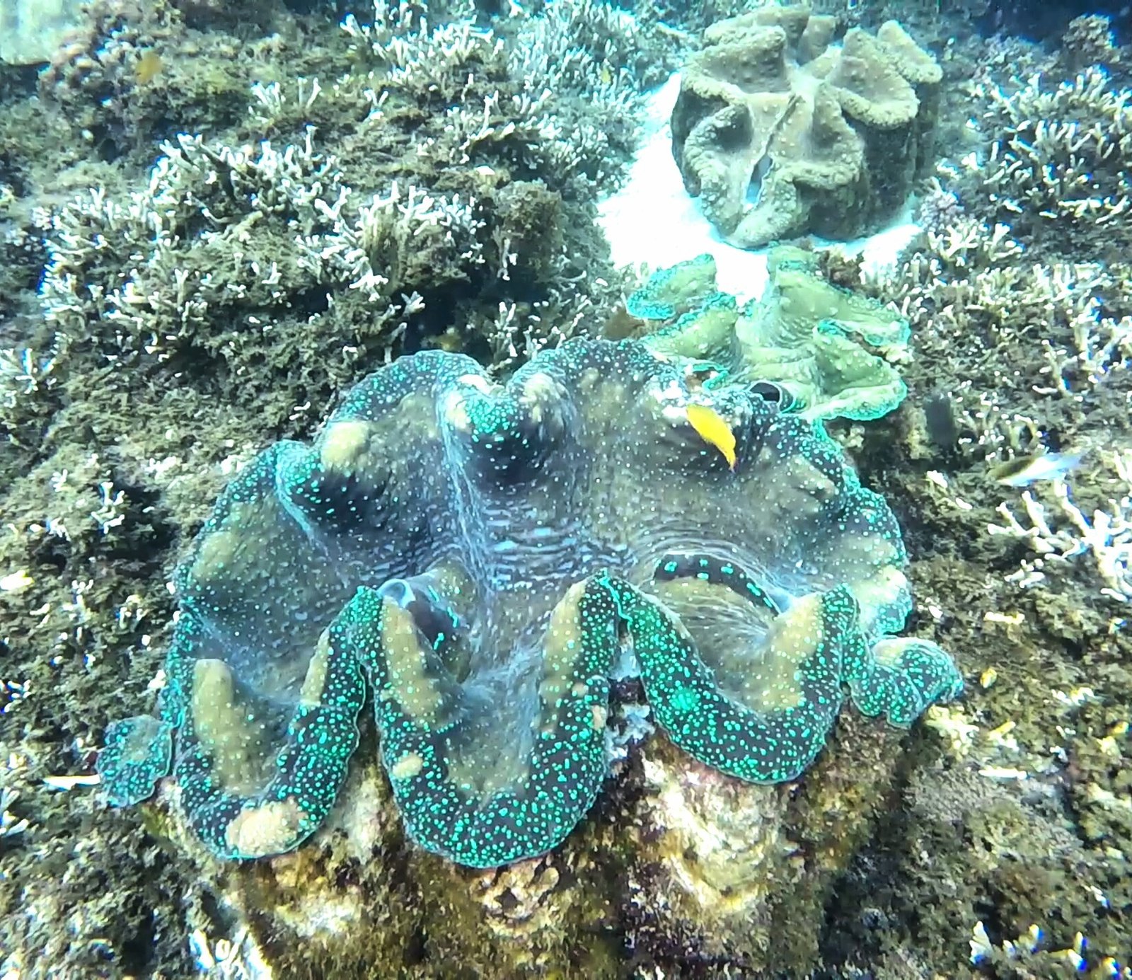 giant clam camiguin