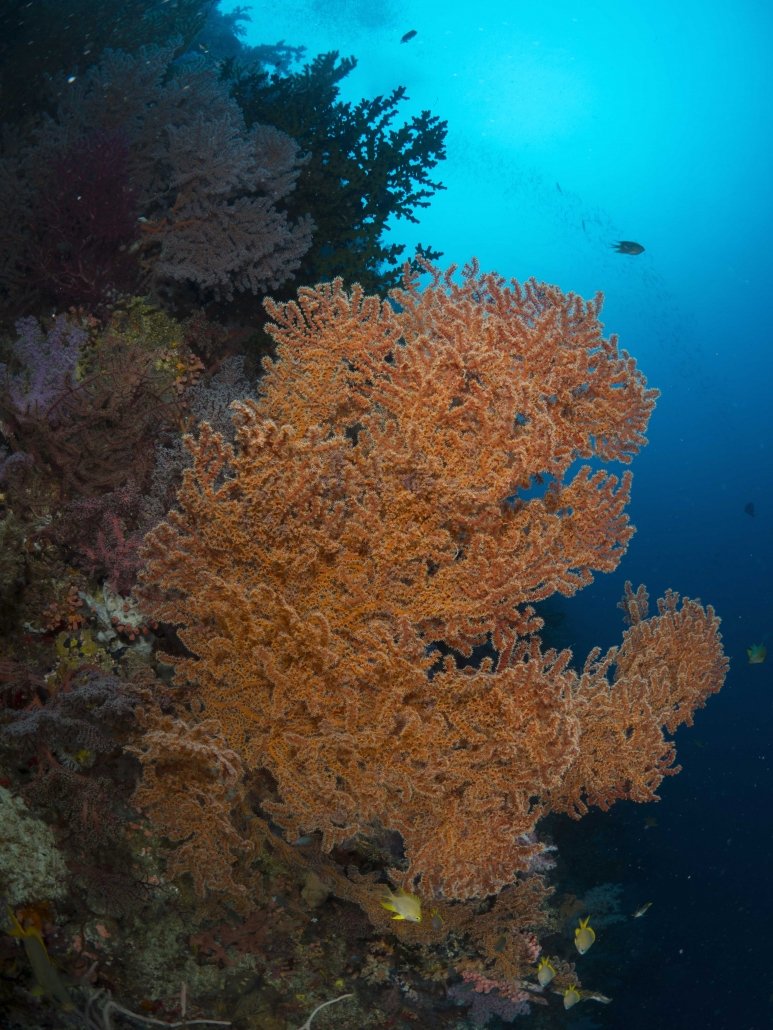 koraal duiken anda