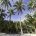 palmbomen wit strand bamboehut