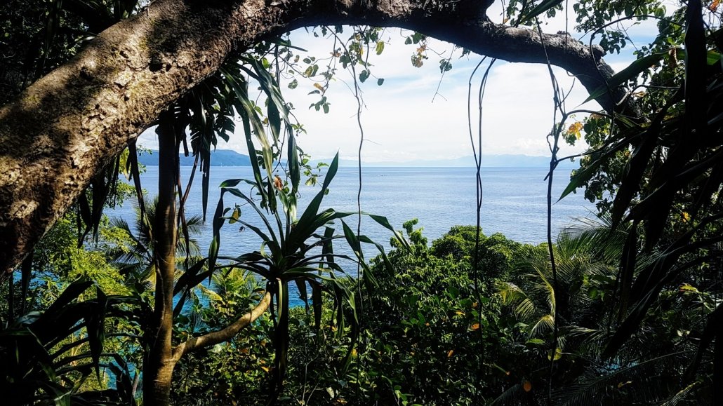 jungle view ocean